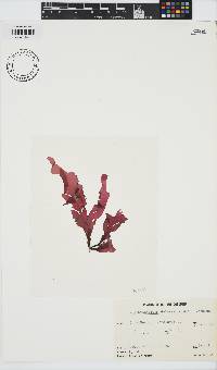 Erythrophyllum delesserioides image