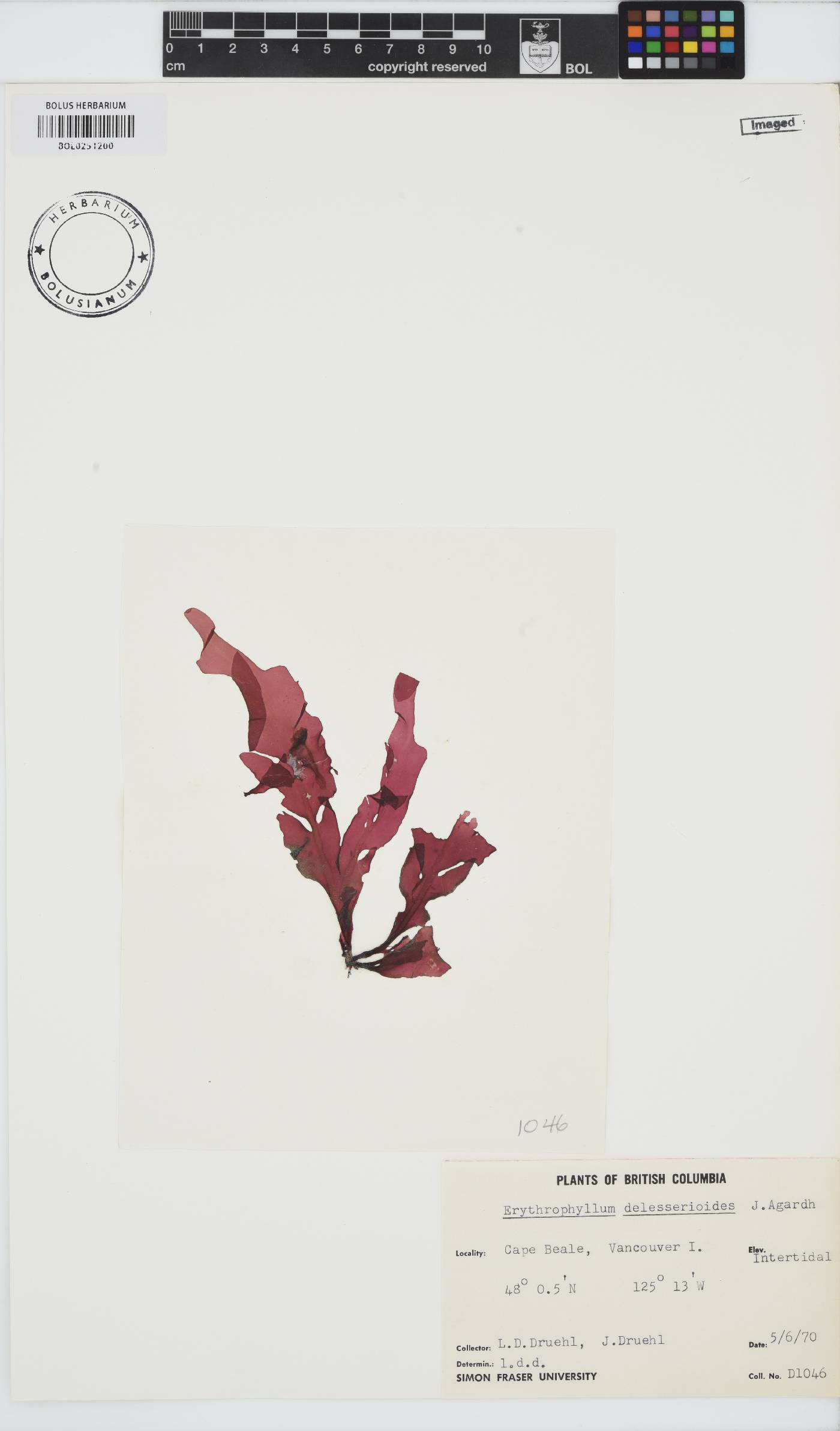 Erythrophyllum delesserioides image