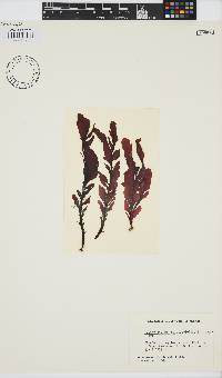 Erythrophyllum delesserioides image