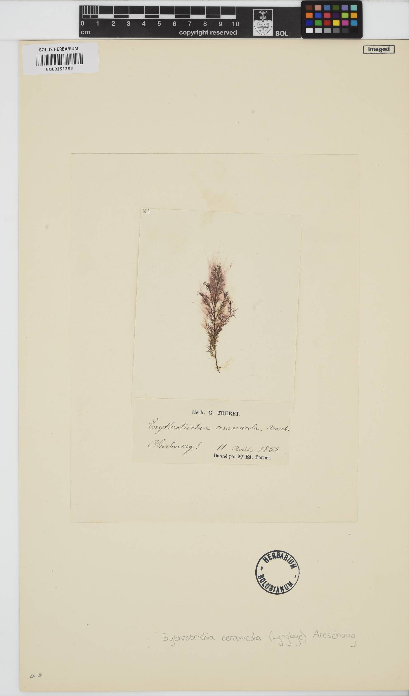Erythrotrichia carnea image