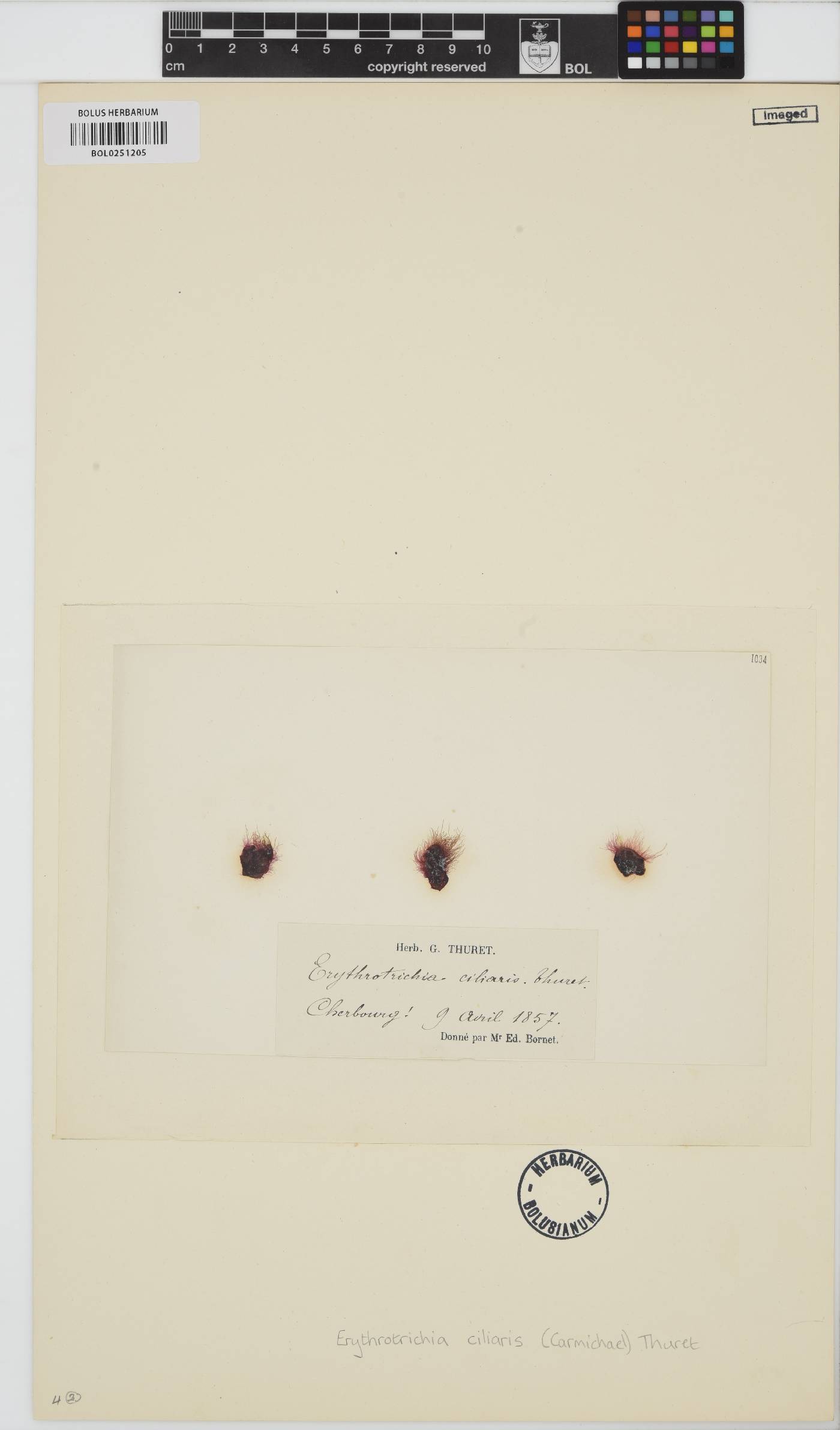 Porphyrostromium ciliare image