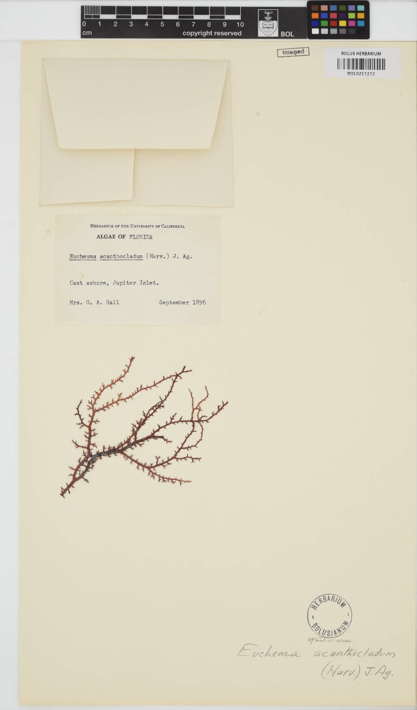 Meristotheca gelidium image
