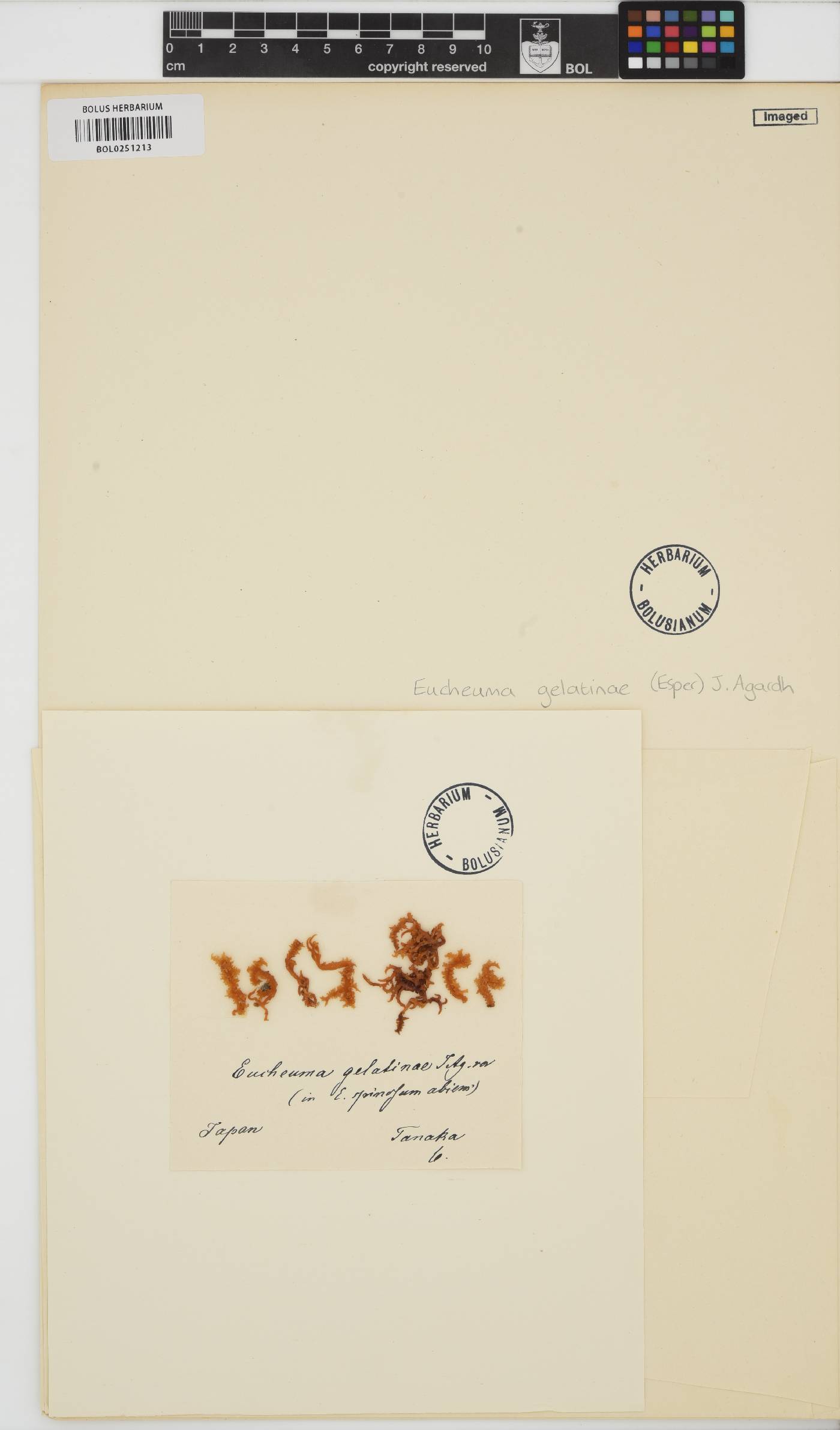 Betaphycus gelatinus image