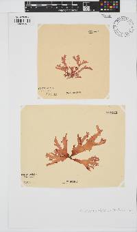 Calliblepharis fimbriata image