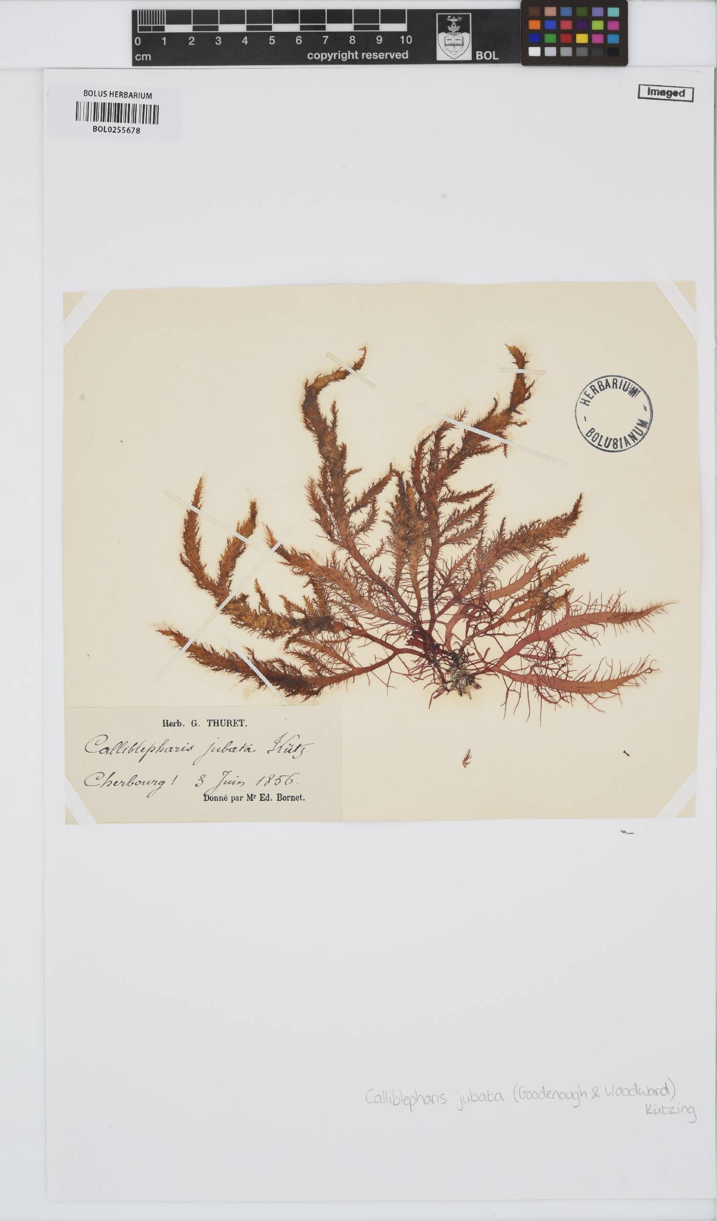 Calliblepharis jubata image