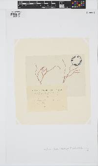 Calliblepharis jubata image