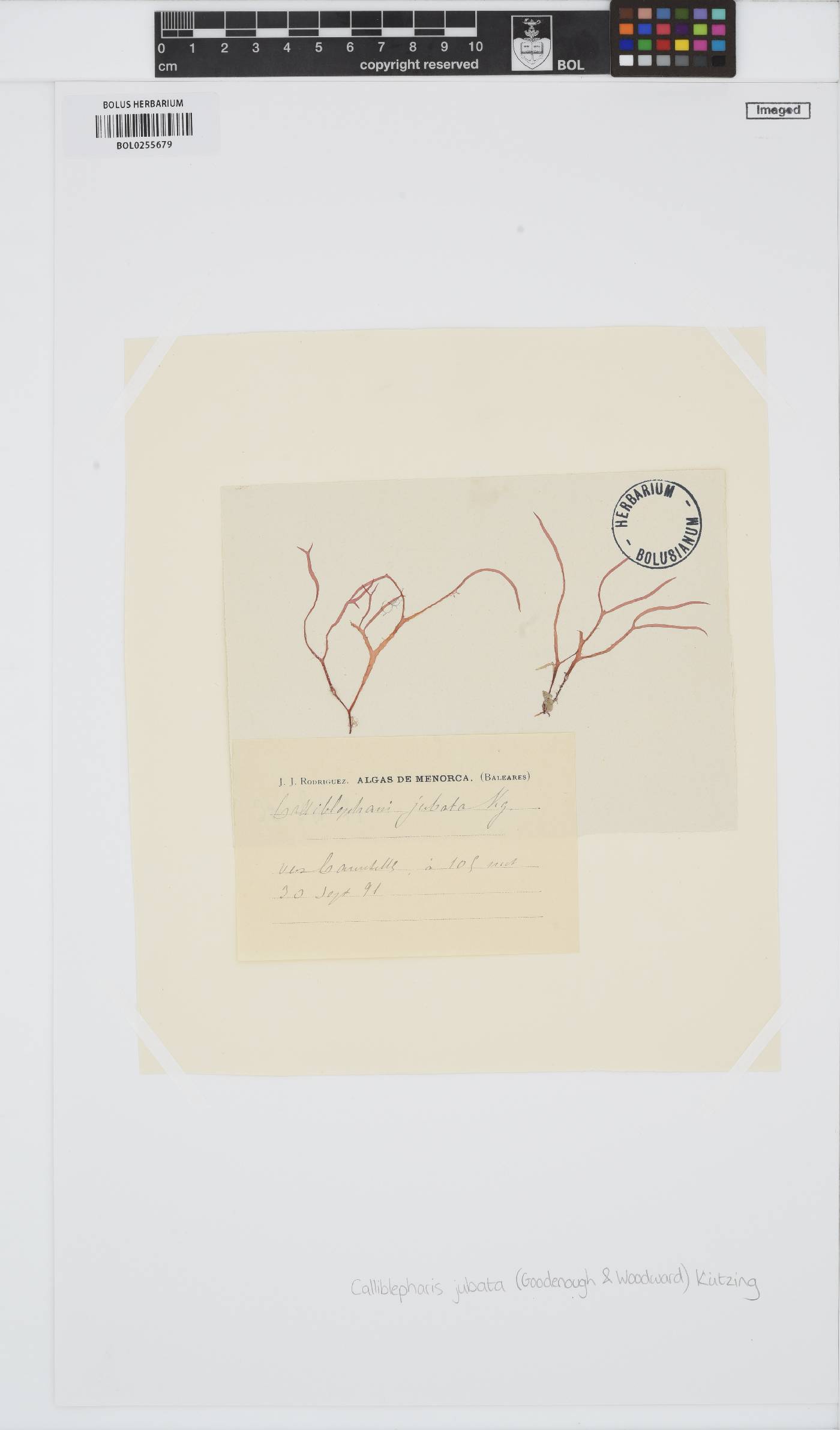Calliblepharis jubata image