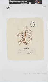 Calliblepharis jubata image