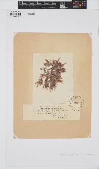 Amansia multifida image
