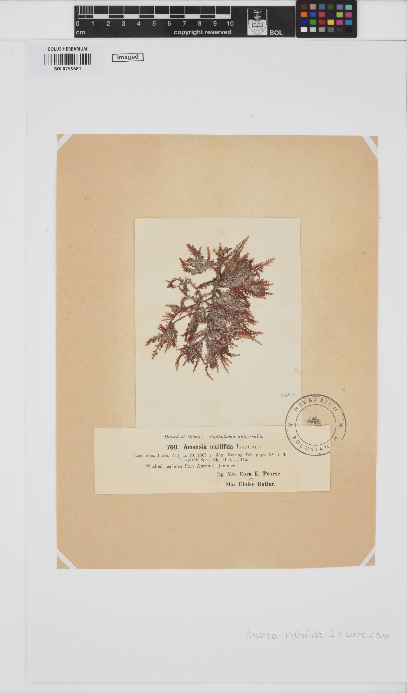 Amansia multifida image