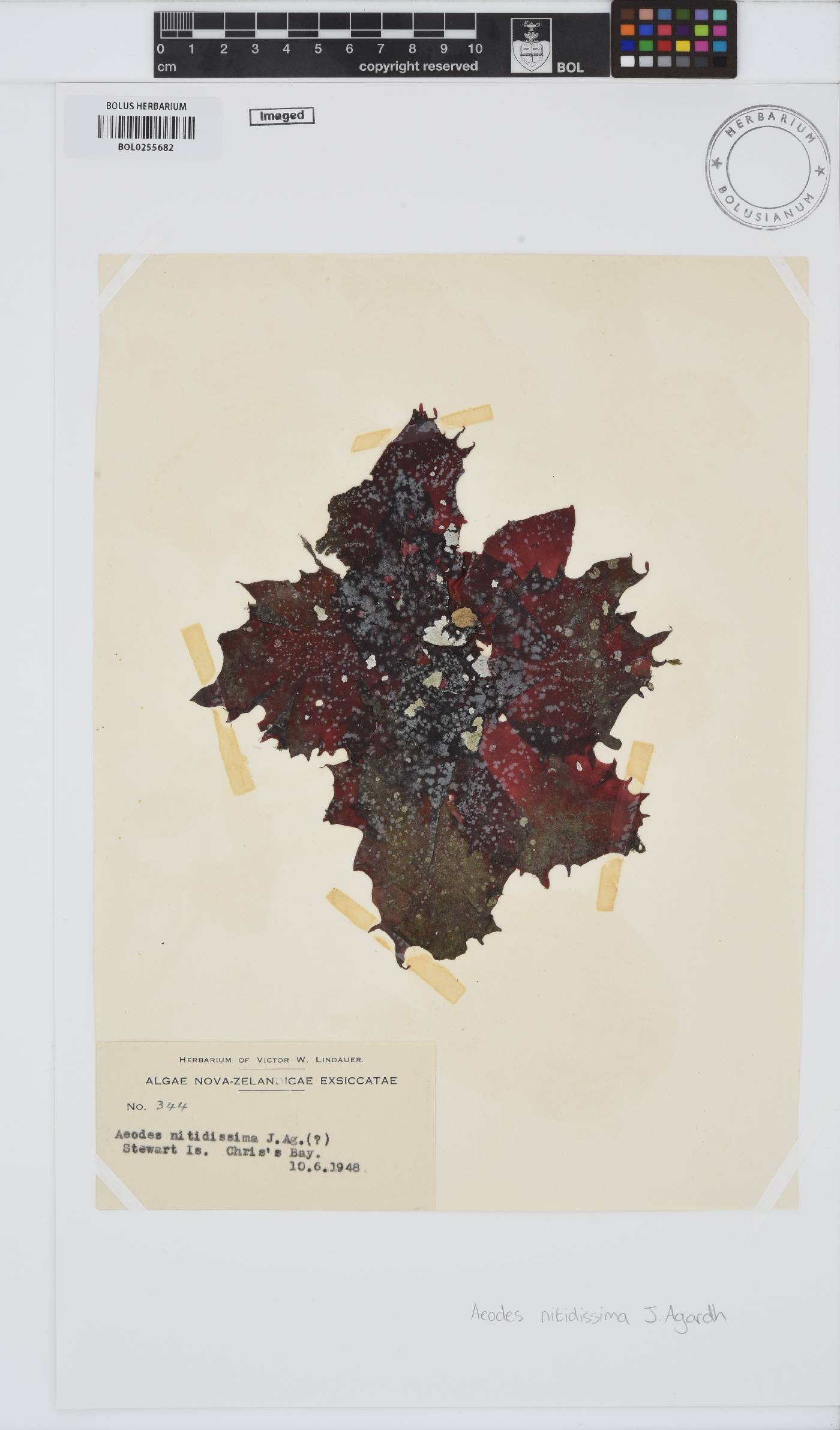 Aeodes image