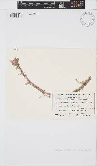 Image of Antithamnion hanovioides