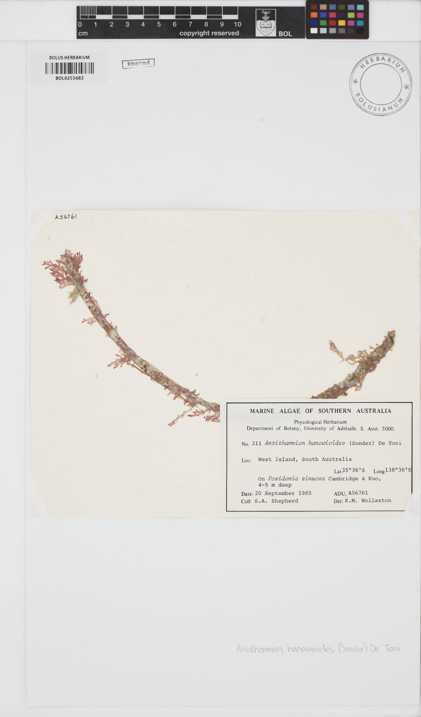Antithamnion hanovioides image
