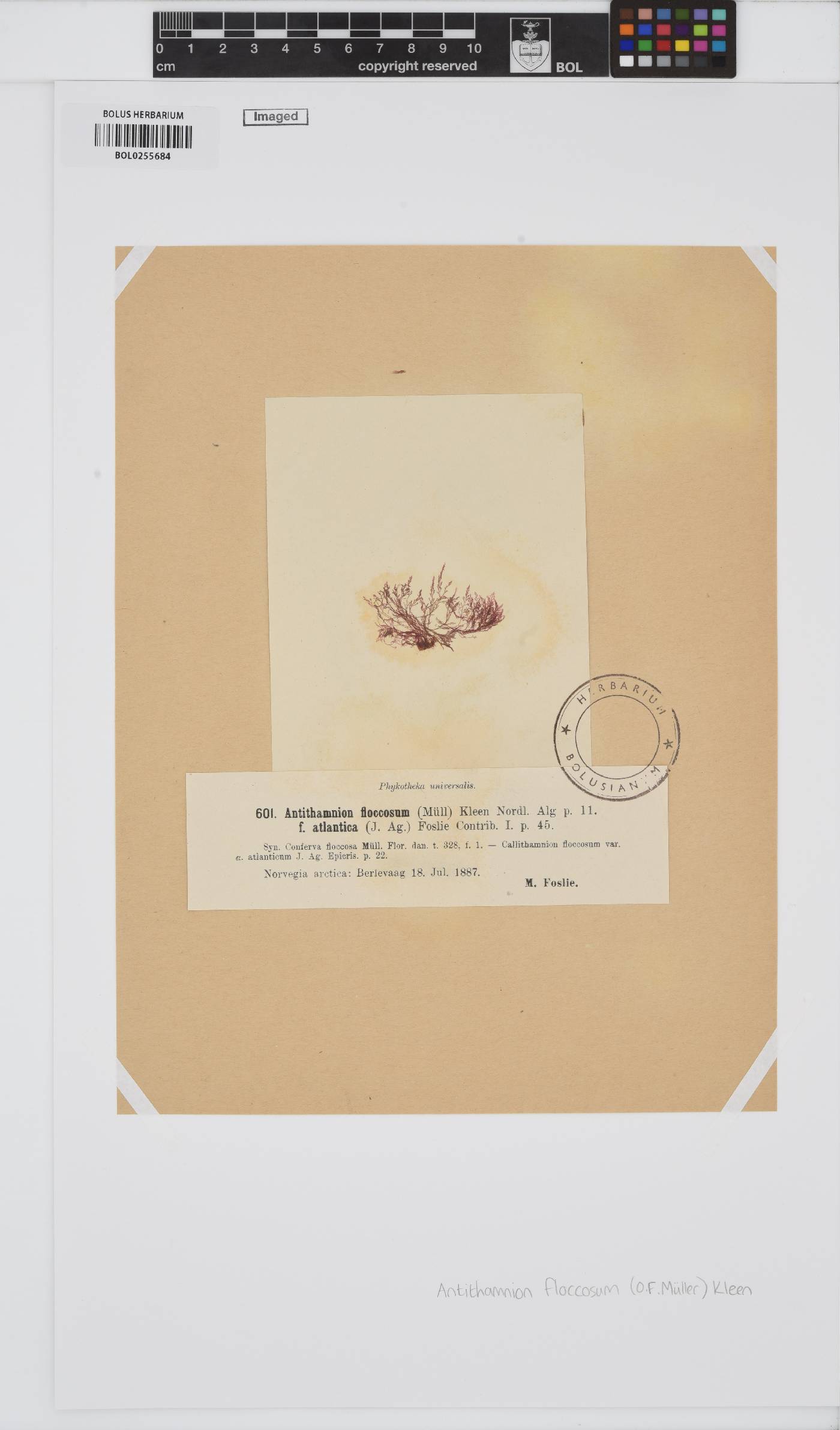 Antithamnionella floccosa image