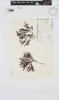 Nizymenia conferta image
