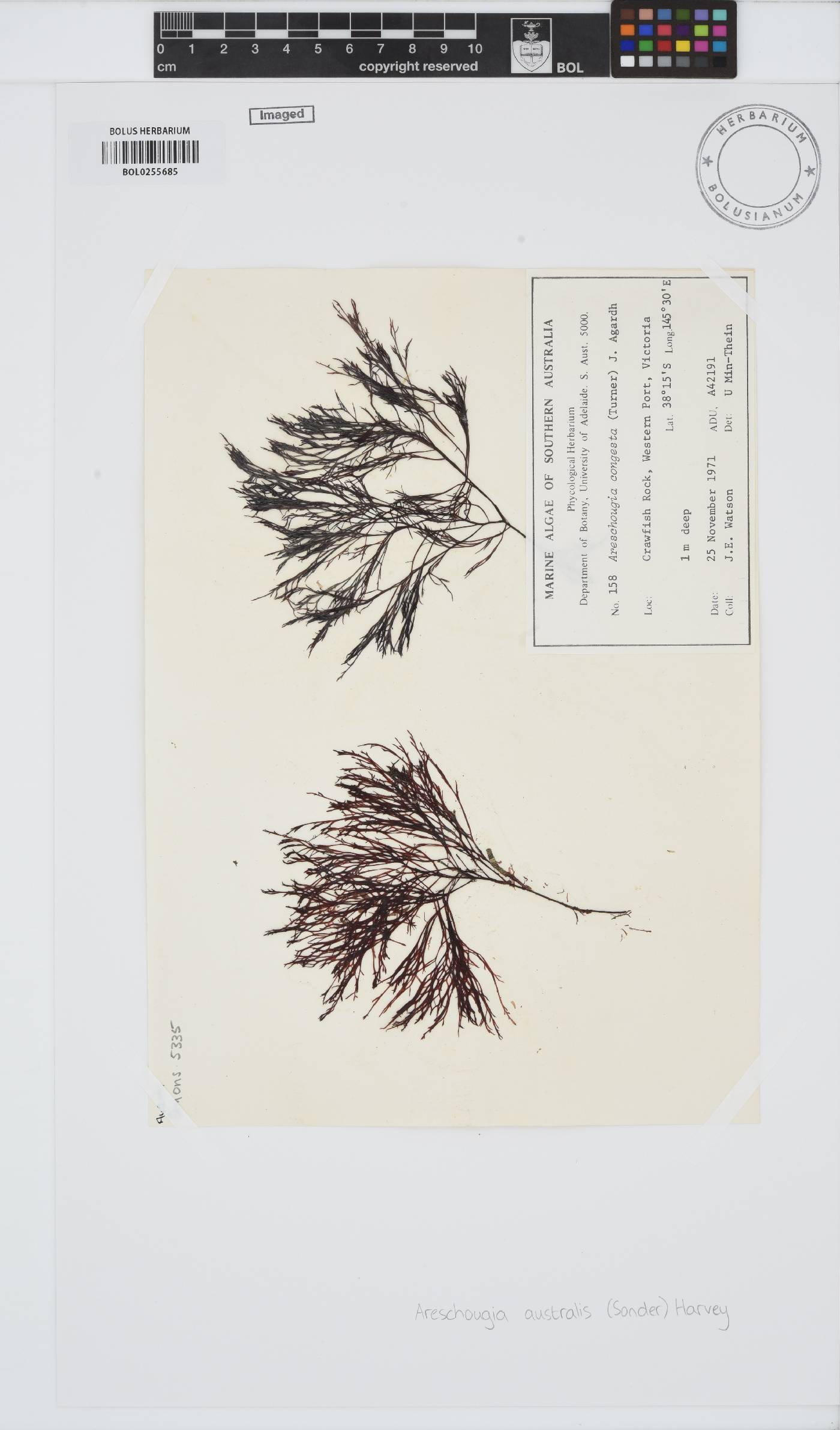 Nizymeniaceae image
