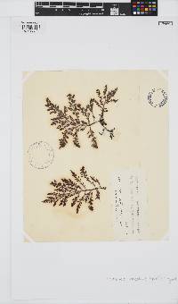 Laurencia glomerata image