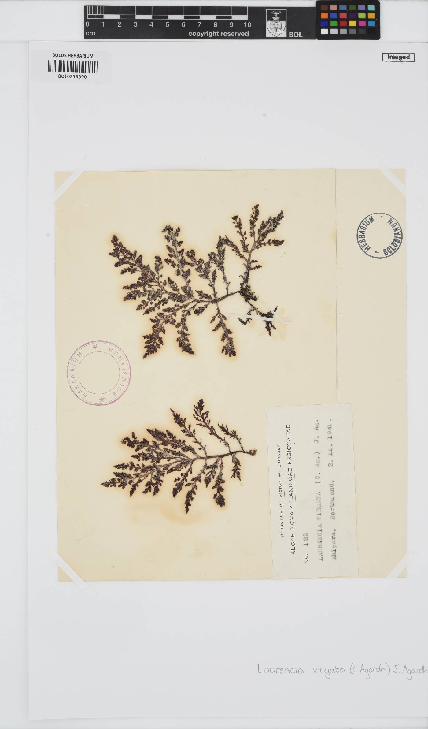 Laurencia glomerata image