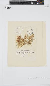 Osmundea pinnatifida image