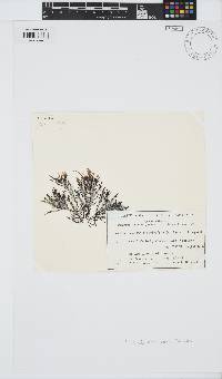 Palisada paniculata image