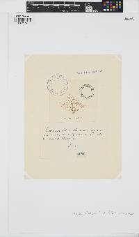 Laurencia obtusa image