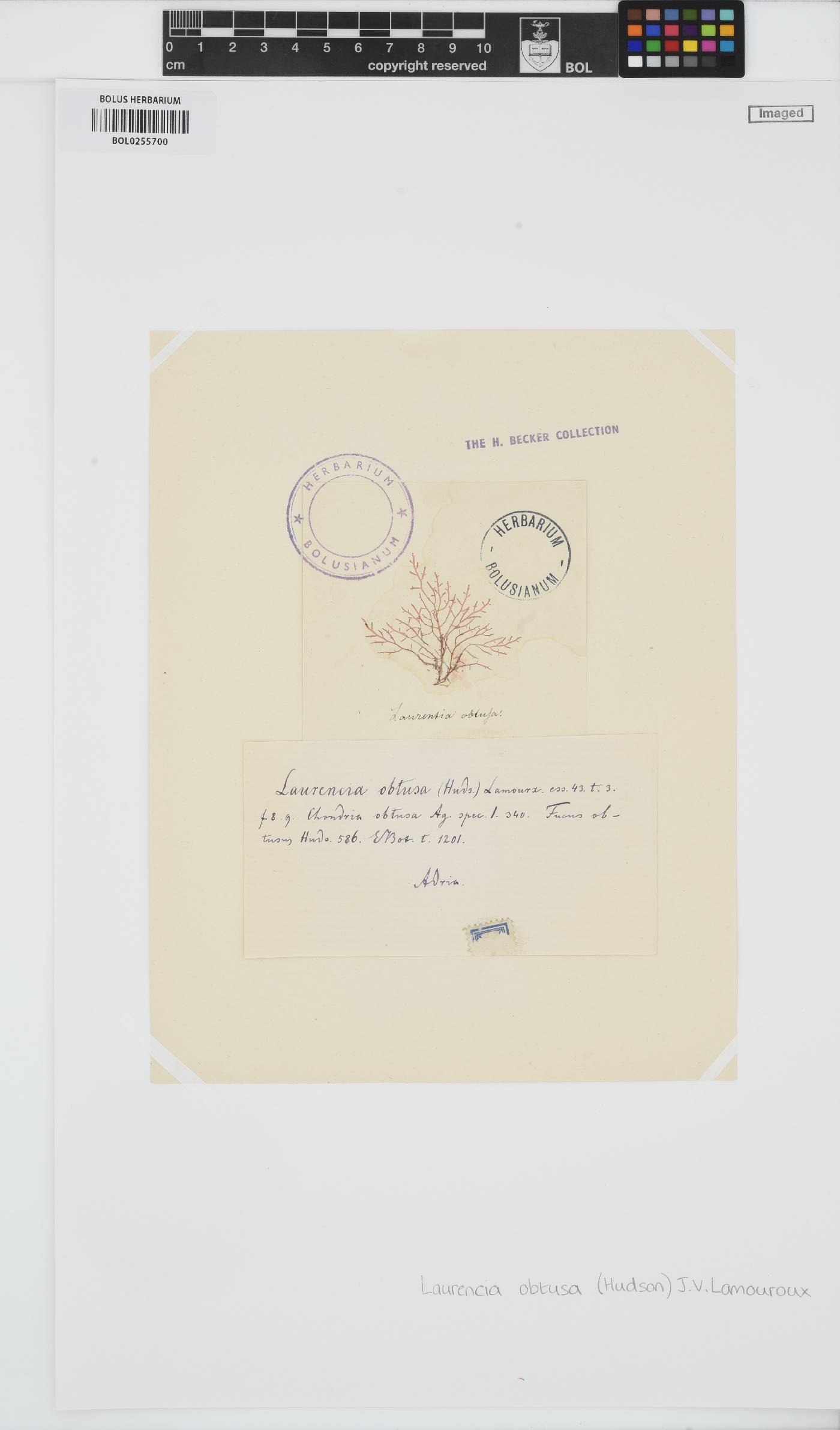 Laurencia obtusa image