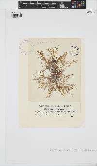 Laurencia obtusa image