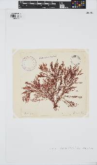 Laurencia obtusa image
