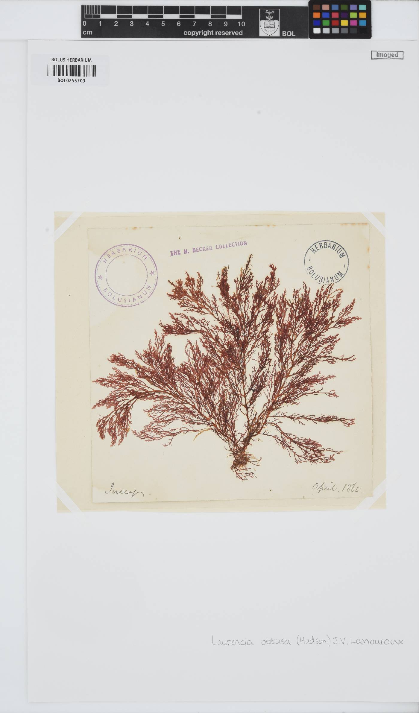 Laurencia obtusa image