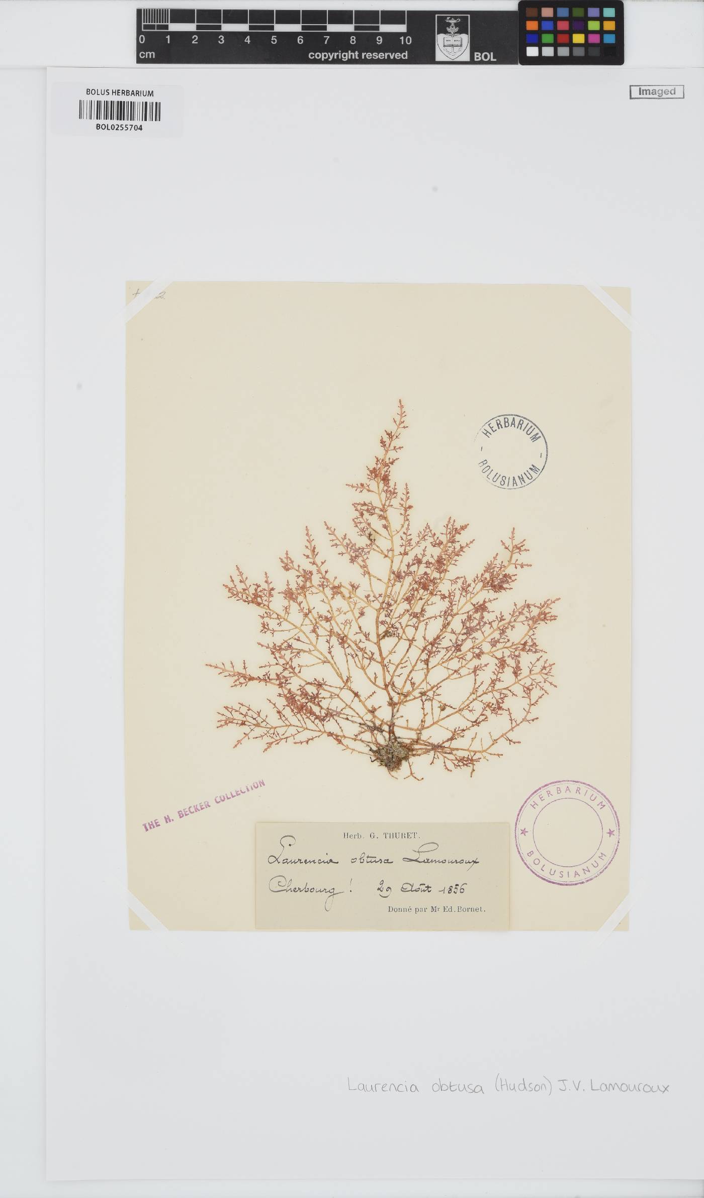 Laurencia obtusa image