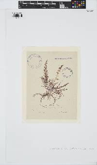 Laurencia obtusa image