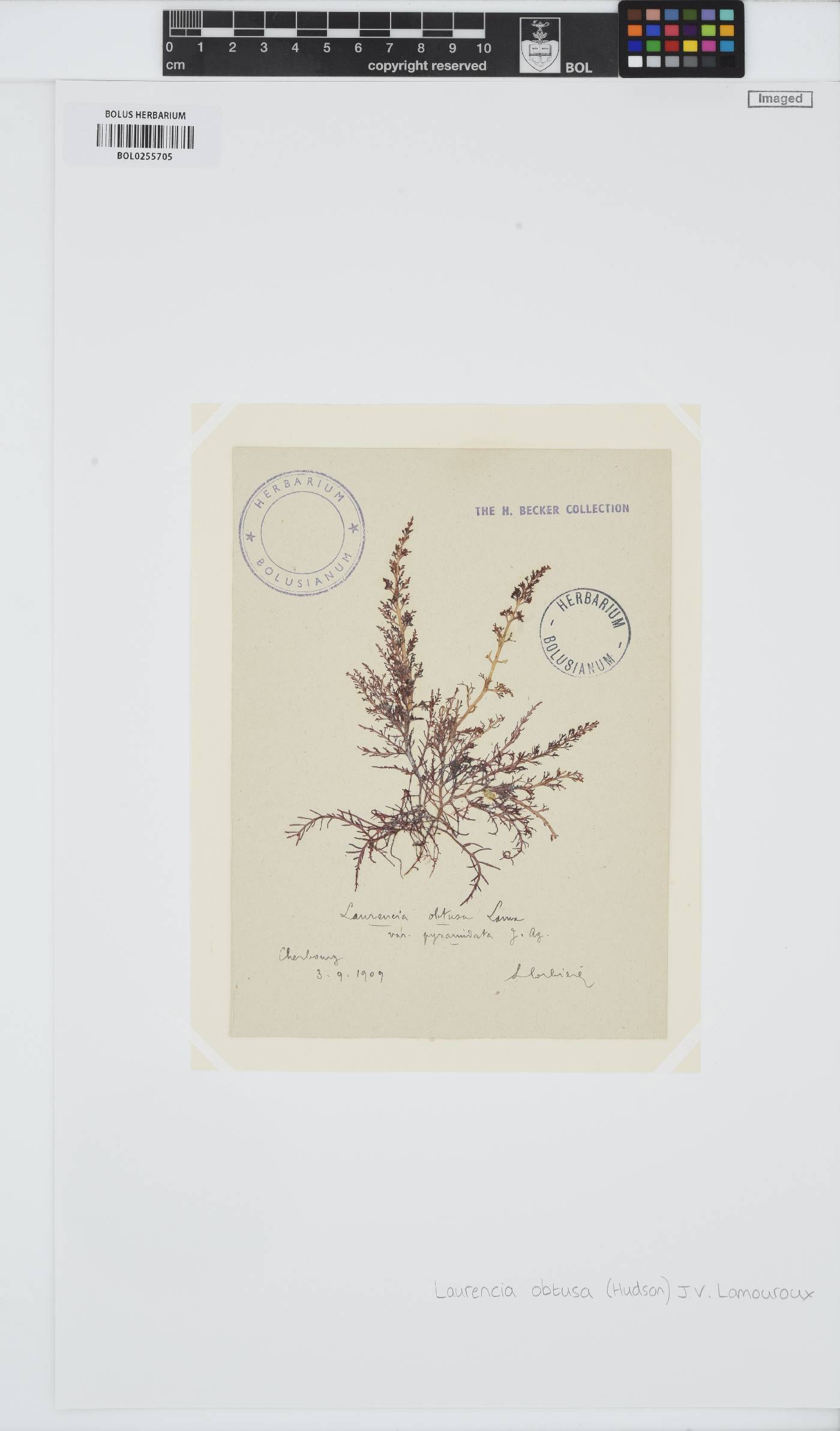 Laurencia obtusa image