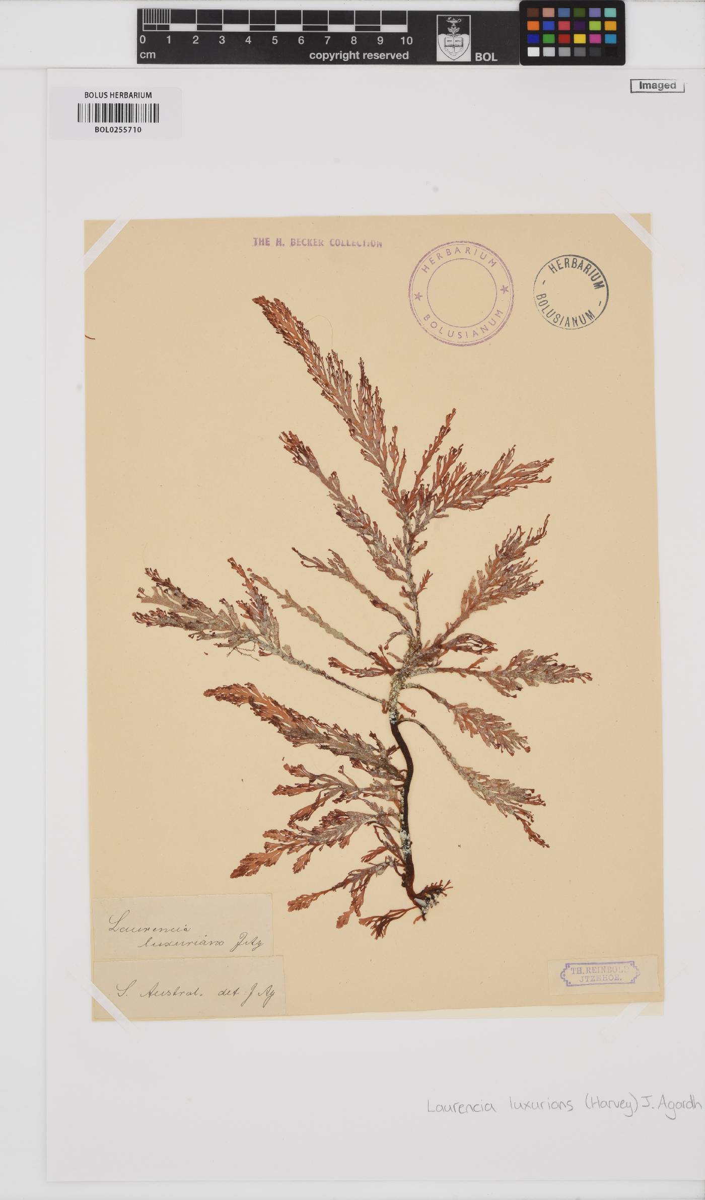 Corynecladia elata image