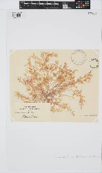 Image of Laurencia forsteri