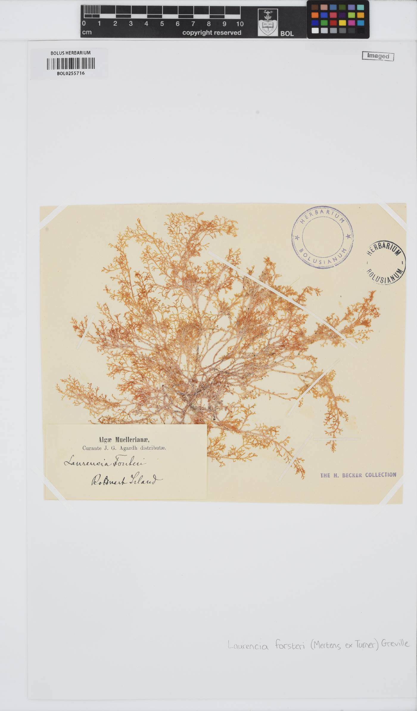 Laurencia forsteri image