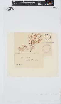 Laurencia forsteri image