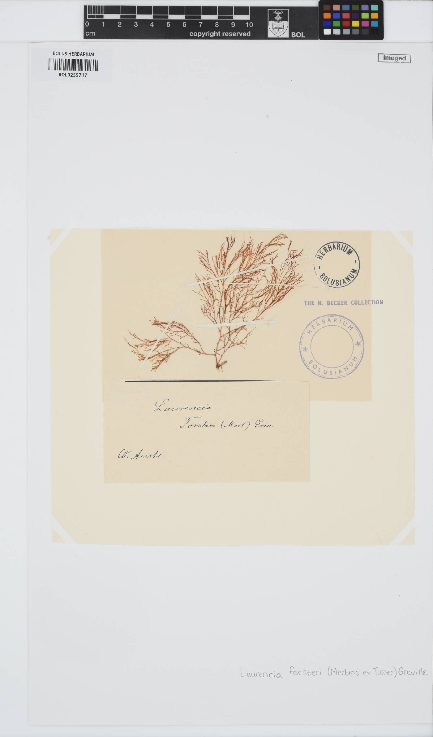 Laurencia forsteri image