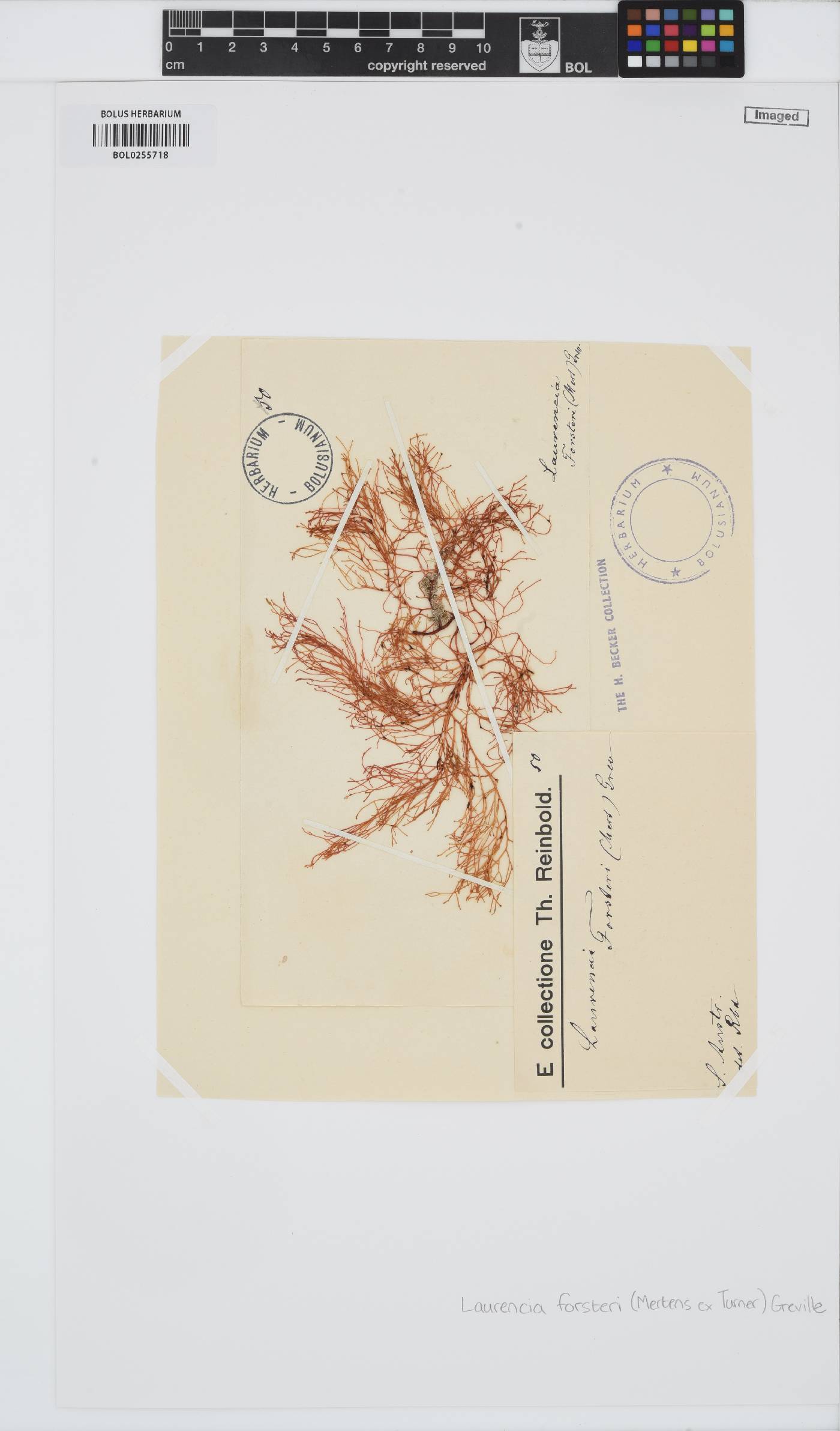 Laurencia forsteri image