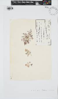 Laurencia forsteri image