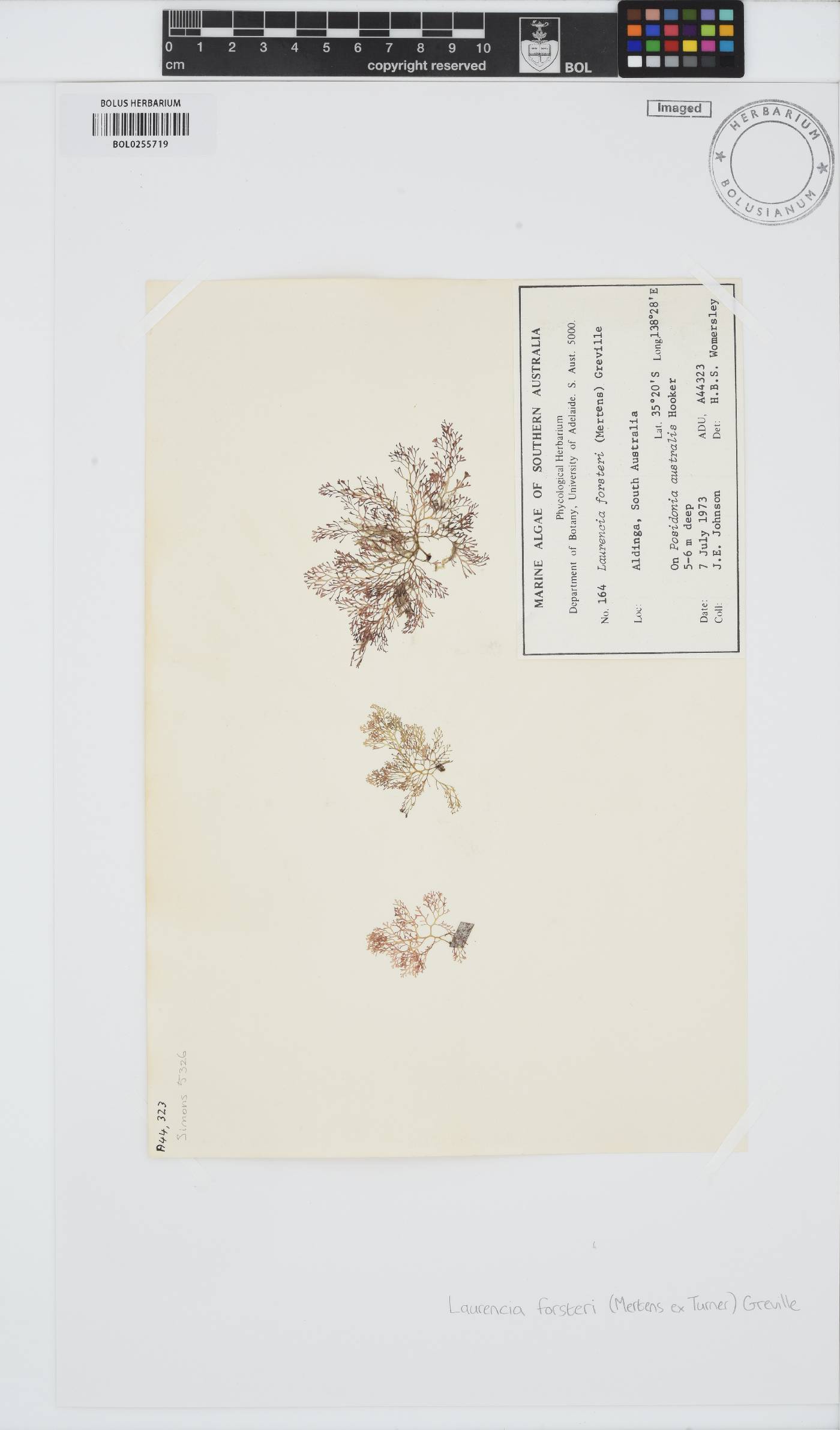 Laurencia forsteri image