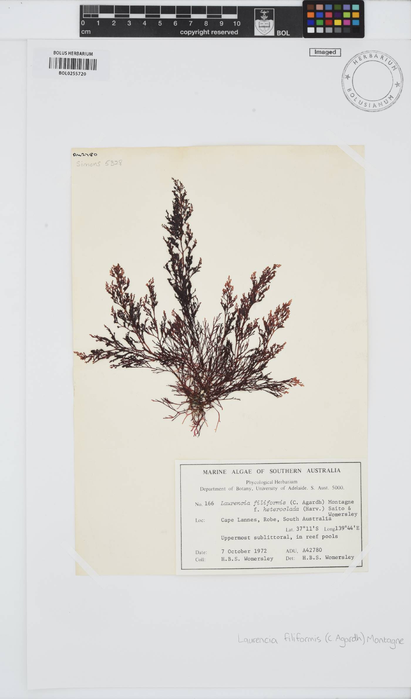 Laurencia filiformis image