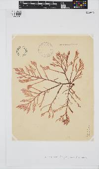 Corynecladia elata image