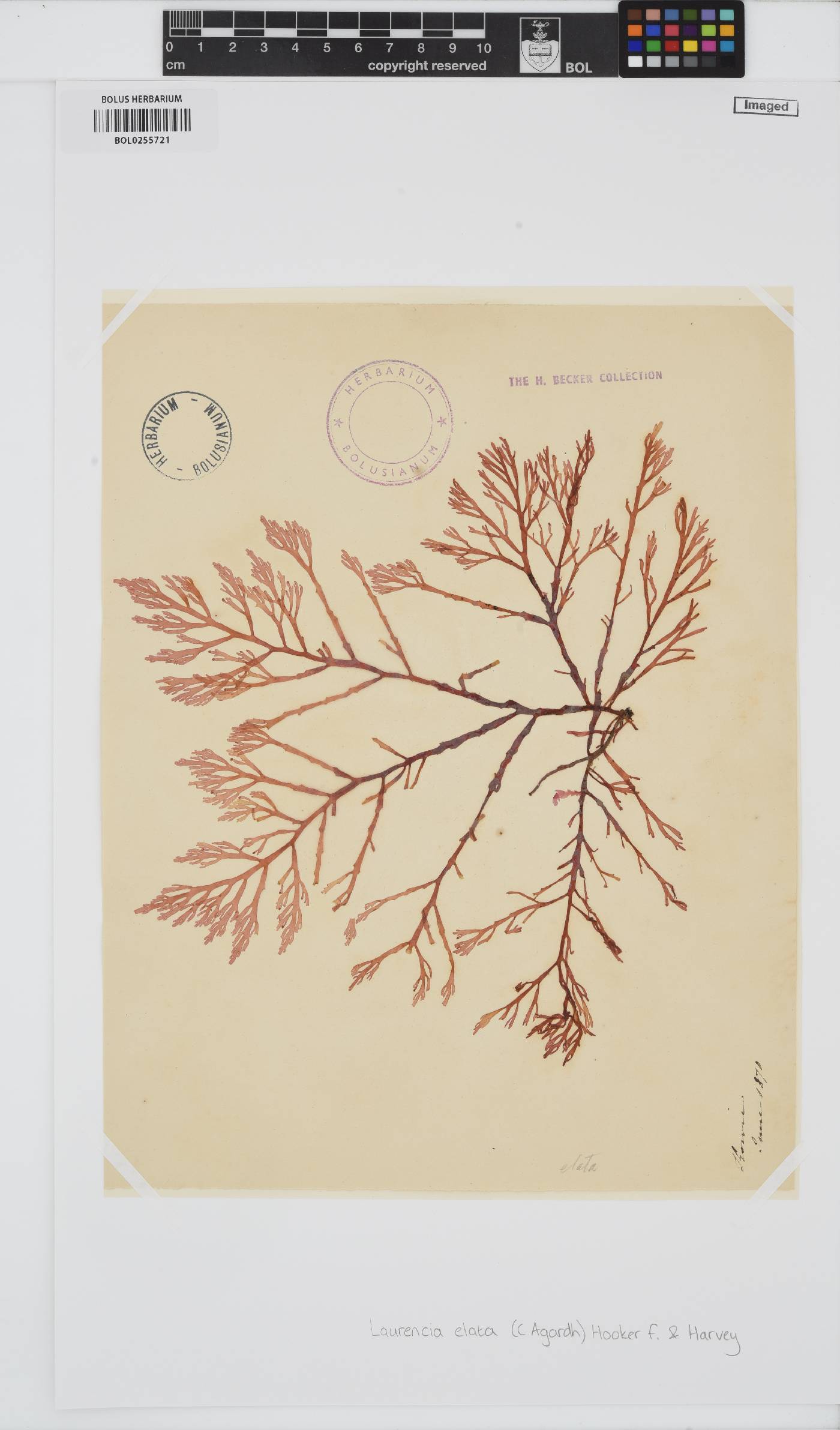 Corynecladia elata image