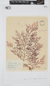 Corynecladia elata image