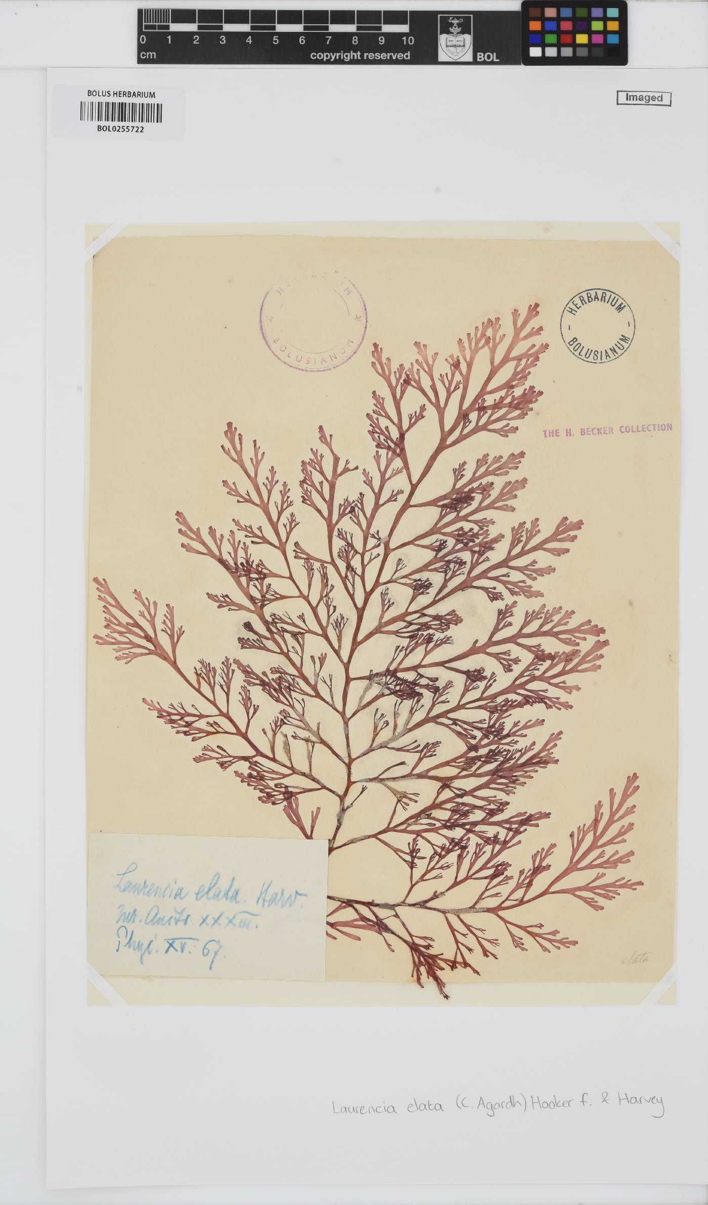 Corynecladia image