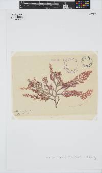 Corynecladia elata image