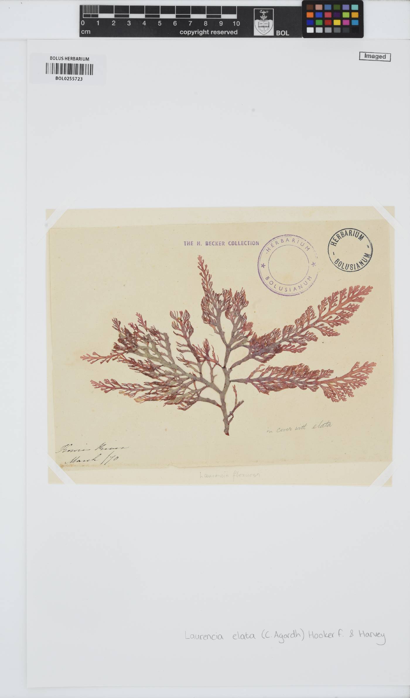 Corynecladia elata image