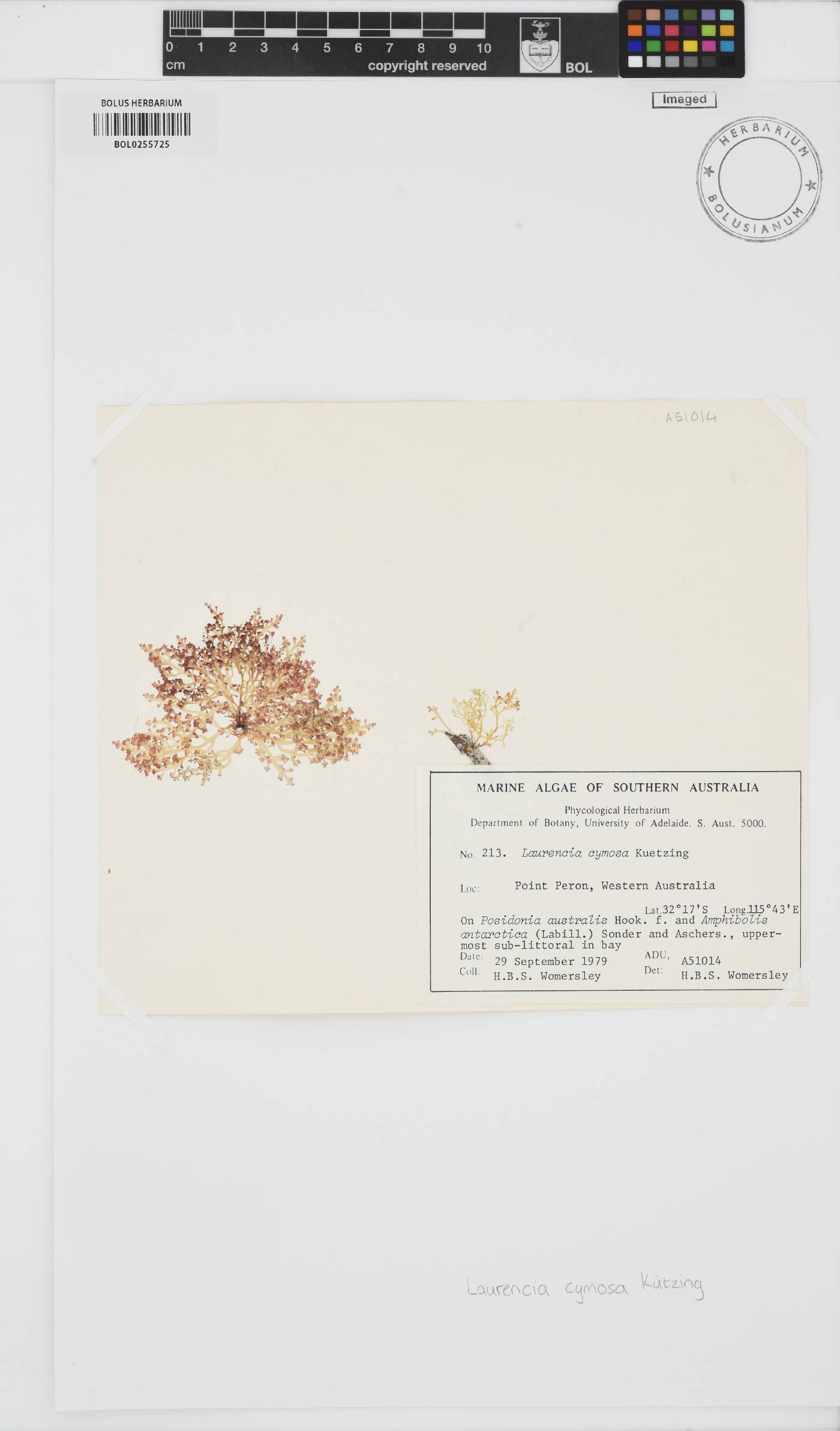 Laurencia cymosa image