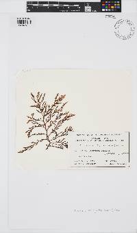 Image of Laurencia botryoides