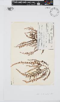 Image of Laurencia arbuscula